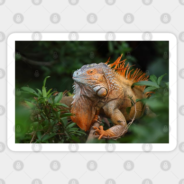 Green Iguana Sticker by Jim Cumming